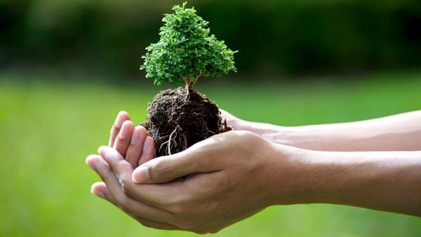 Distribution d'arbres Distribution d'arbres