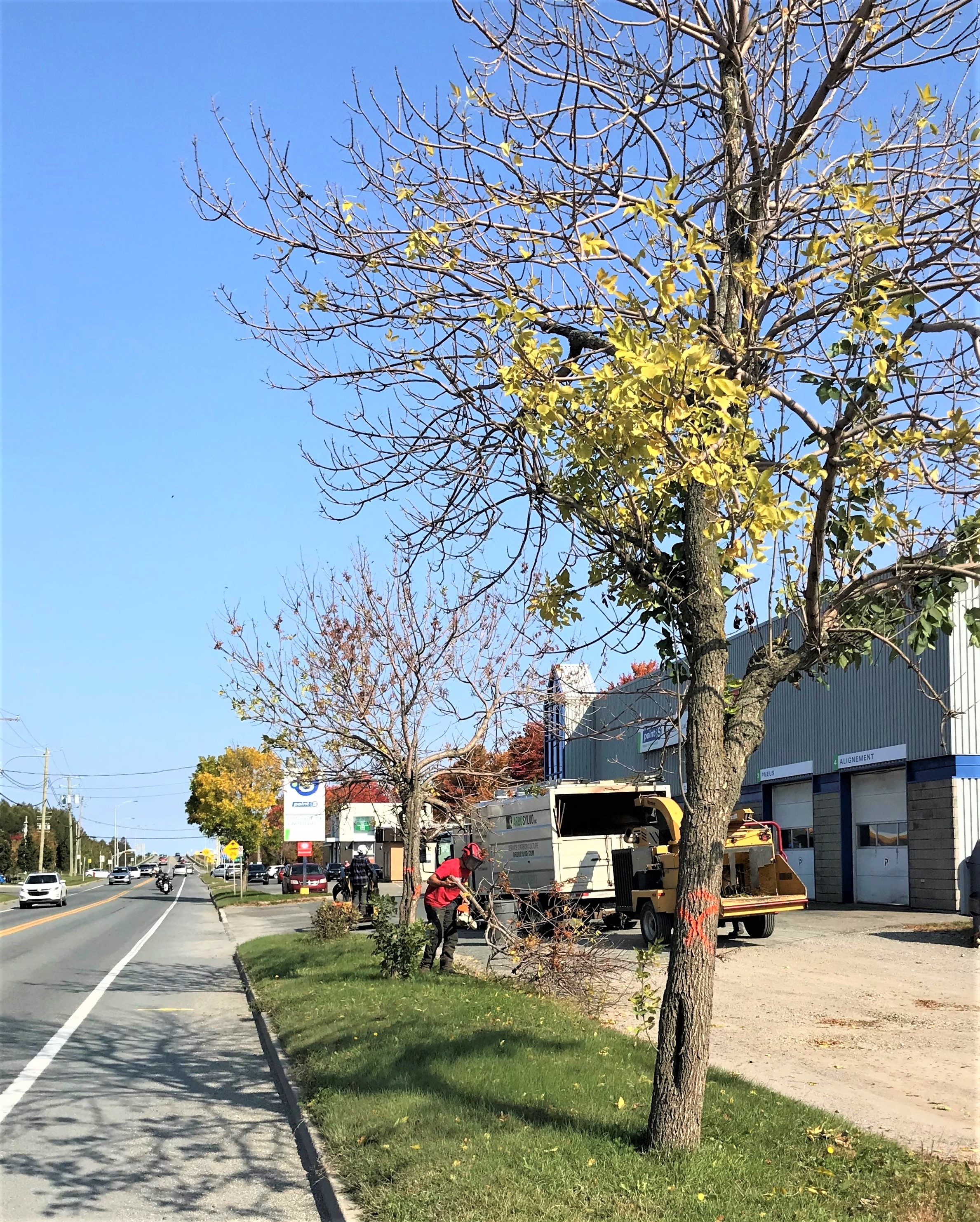 Agrile du frêne : la Municipalité procède au remplacement d’une vingtaine d’arbres