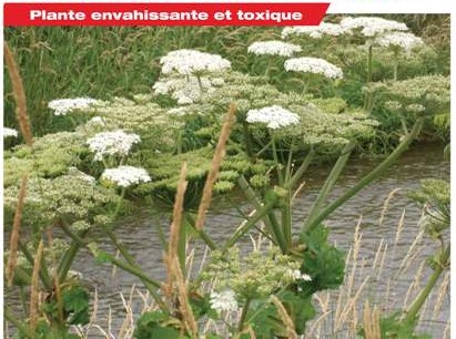 La Berce du Caucase, une indésirable envahissante qu'il faut éradiquer