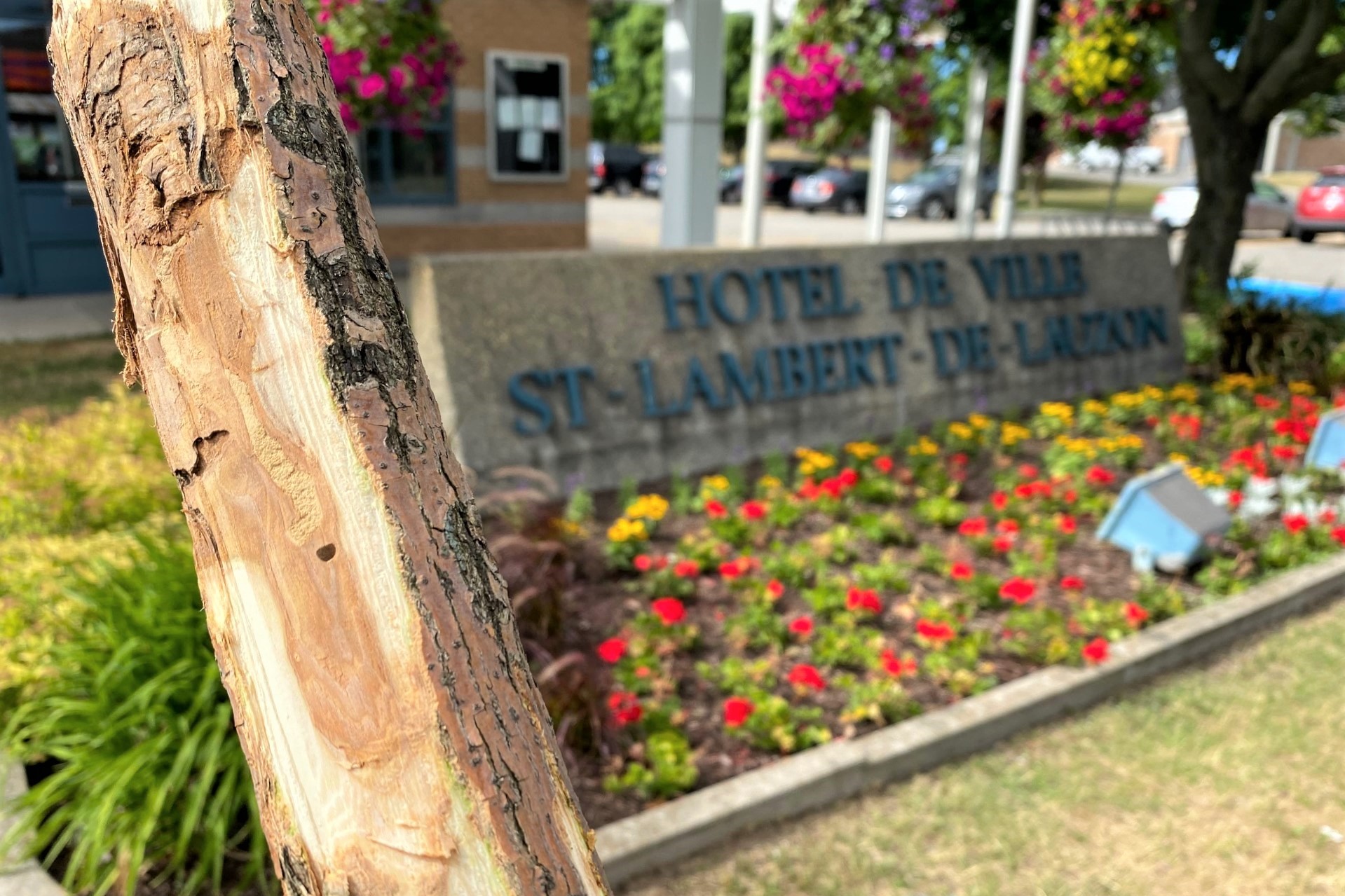 Saint-Lambert-de-Lauzon entre dans une lutte contre l’agrile du frêne
